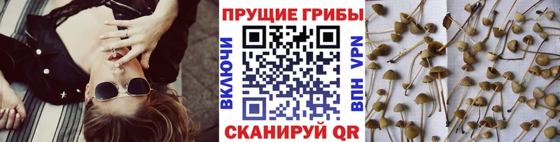 Псилоцибиновые грибы ЛСД  закладки  Черемхово 